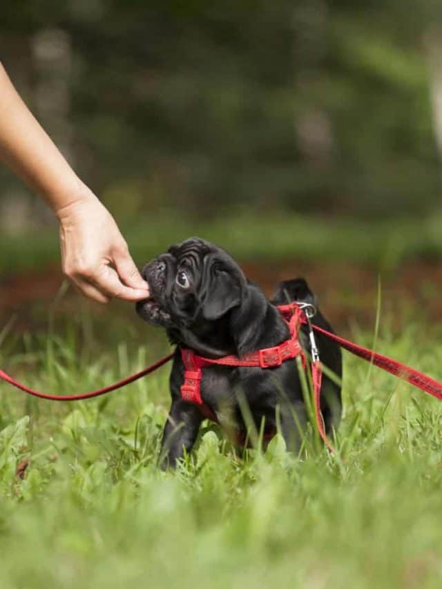 Are Pugs Aggressive? 3 Causes And 2 Prevention Tips PupVine