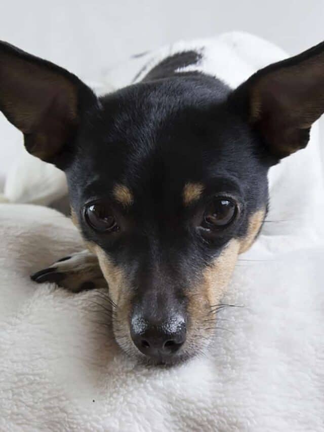 9 Rat Terrier Colors To Make Your Day Brighter PupVine