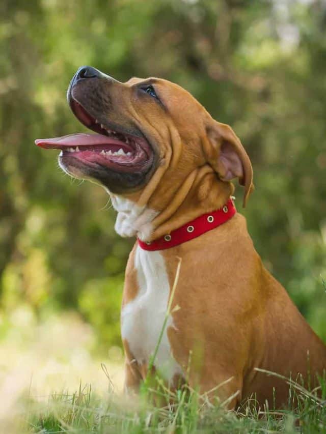 5 Homemade Dog Food Recipes For Pitbulls PupVine