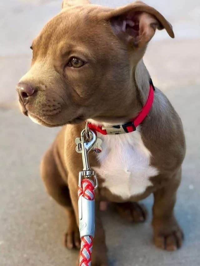 Teacup Pitbull 5 Amazing Traits PupVine