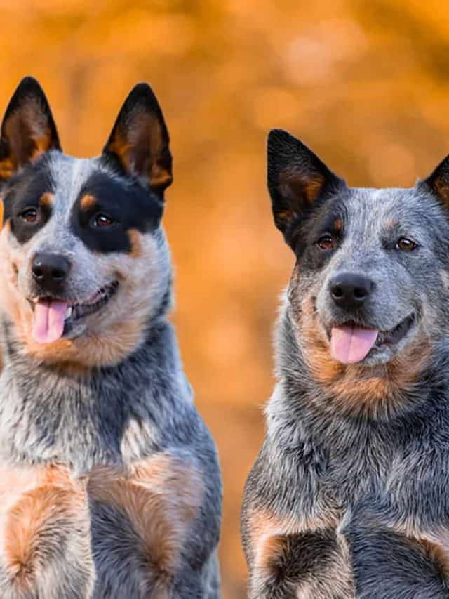 Red Heeler Vs Blue Heeler 2 Differences And 3 Similarities PupVine