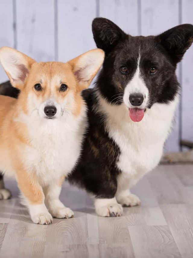 Do Have Tails? 5 Fascinating Facts PupVine