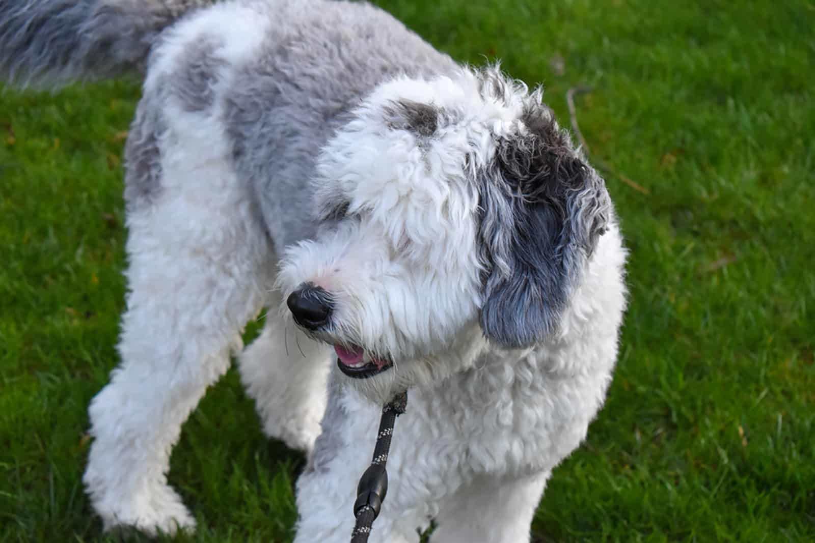 curte sheepadoodle puppy standing on the grass
