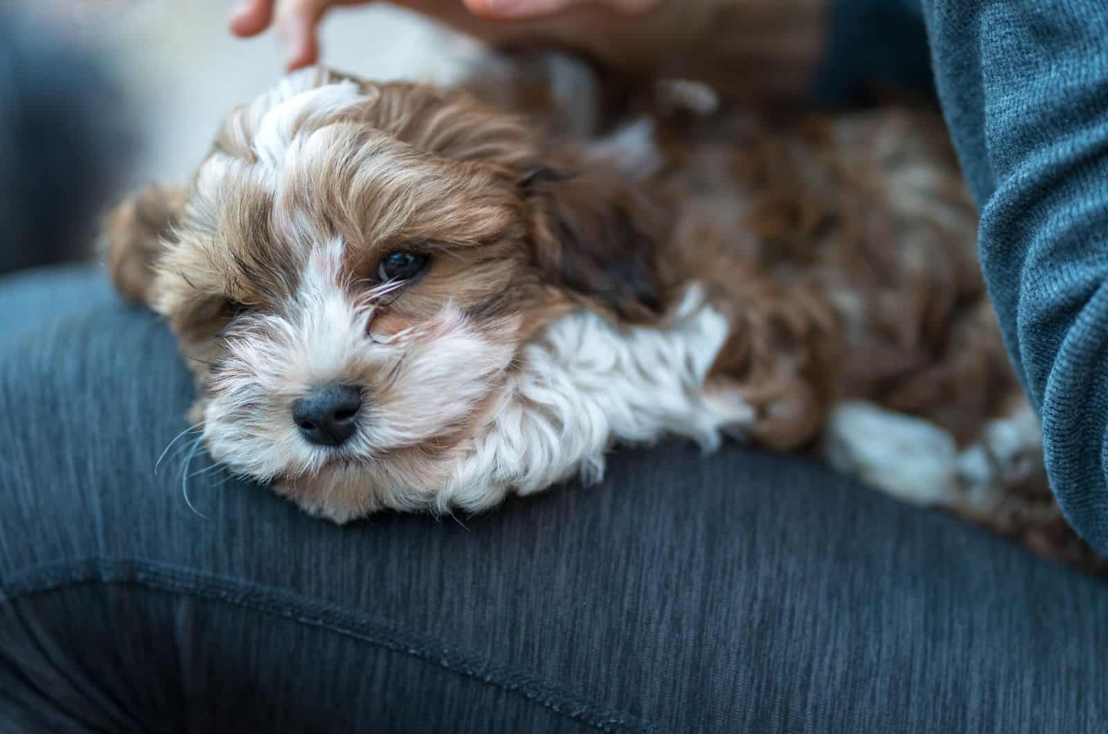 cute Havapoo lying in owner's lap