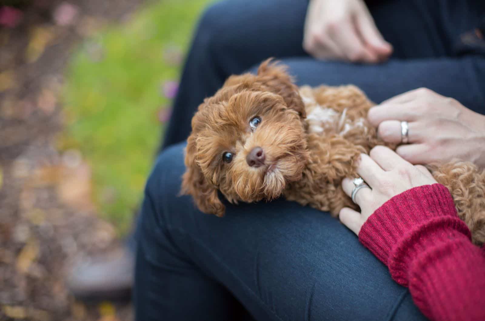 cute Havapoo playing with owner