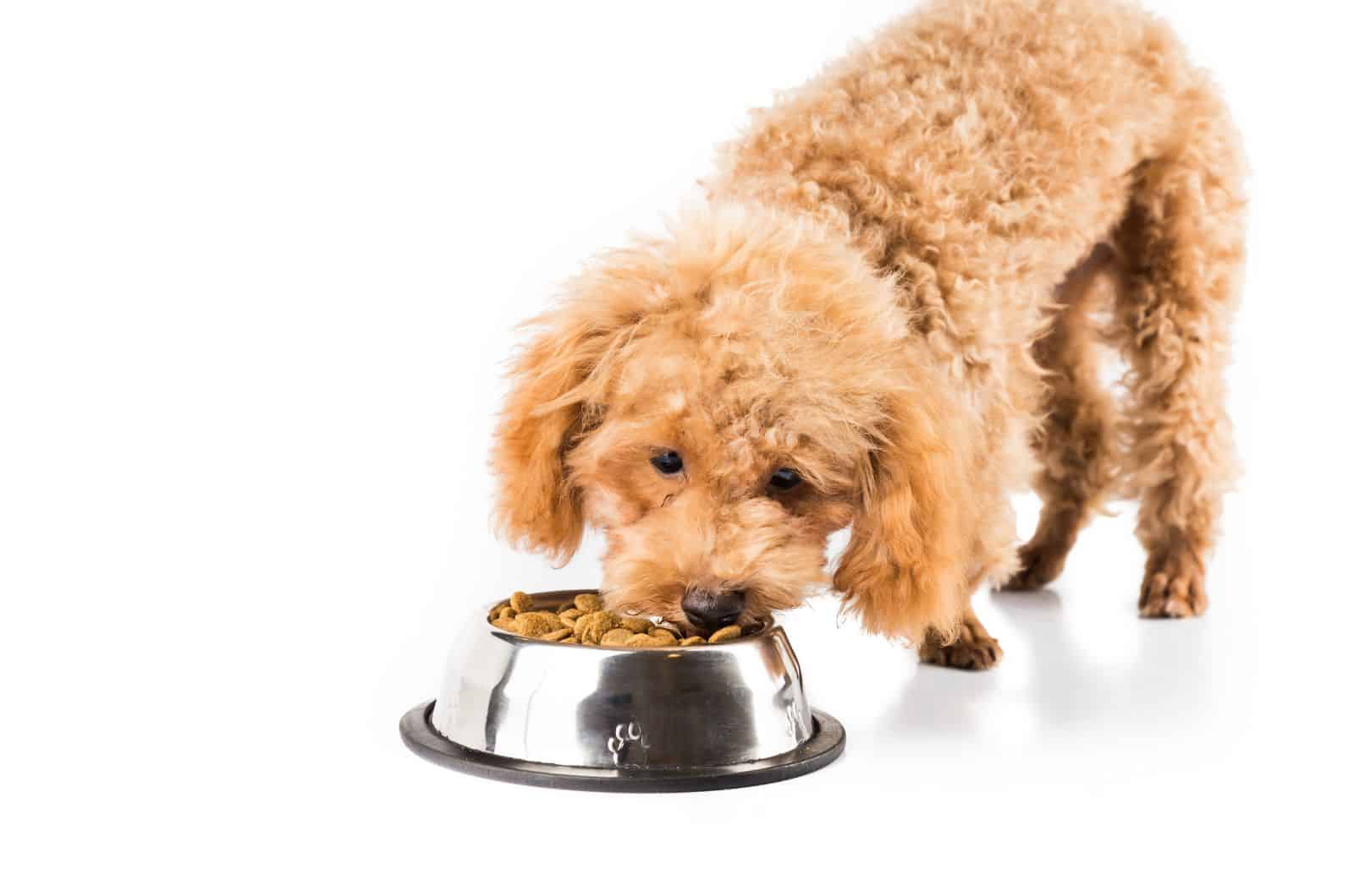 cute Poodle eating food