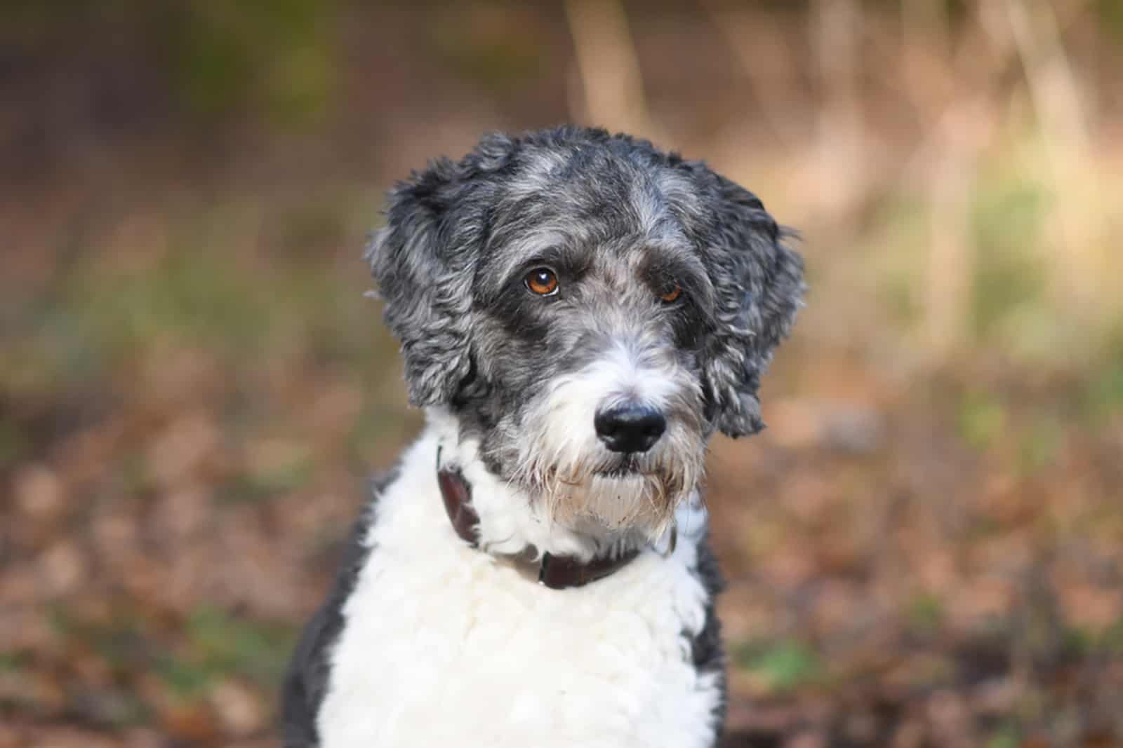 cute aussiedoodle dog outdoors