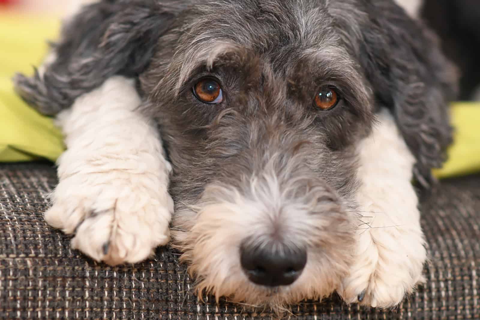 cute aussiedoodle dog lying on the couch