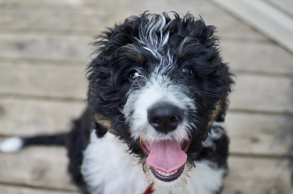 Bernedoodle Vs Sheepadoodle Which Is The Better Dog Breed