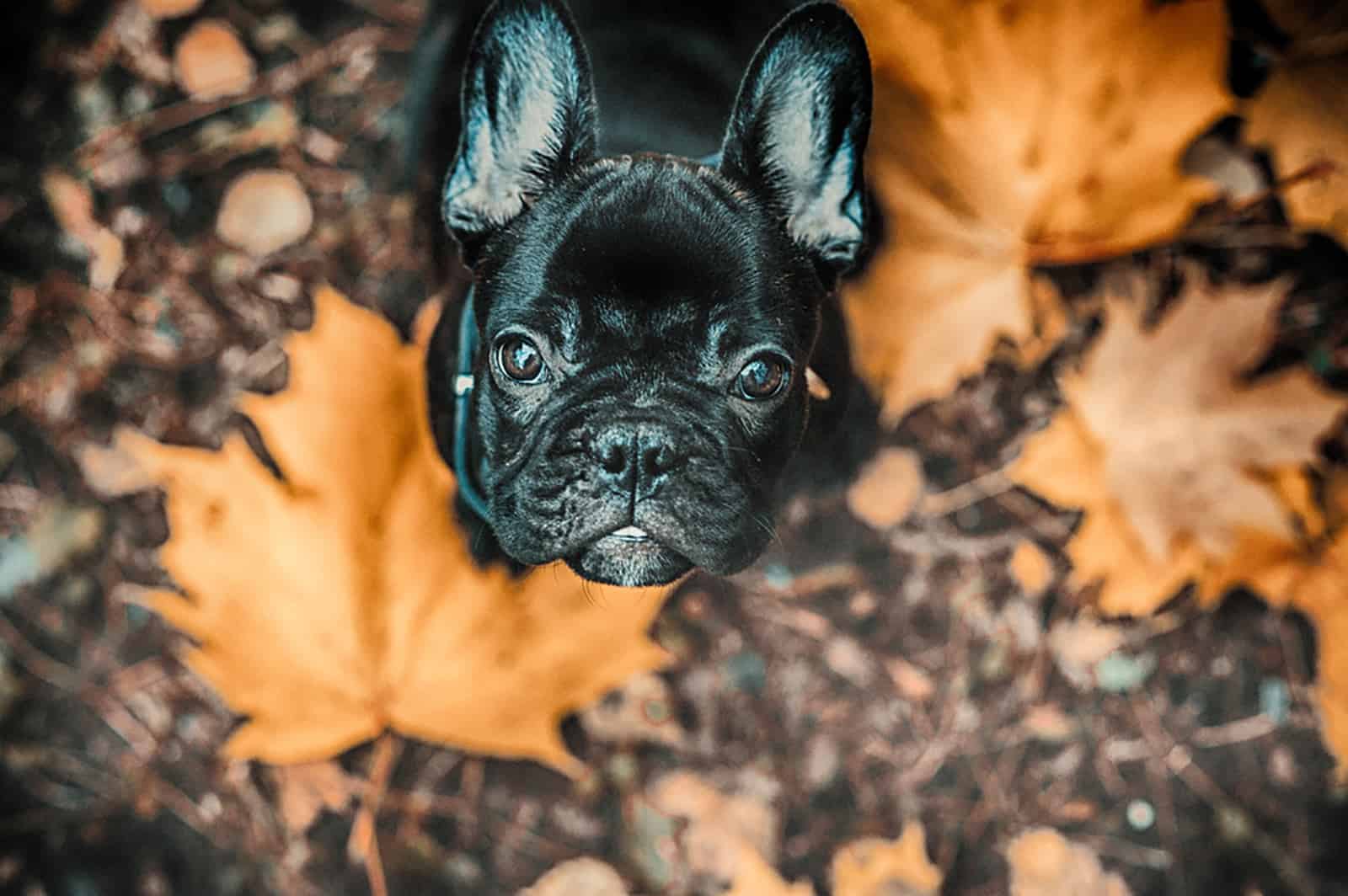 cute black french bulldog puppy in the park