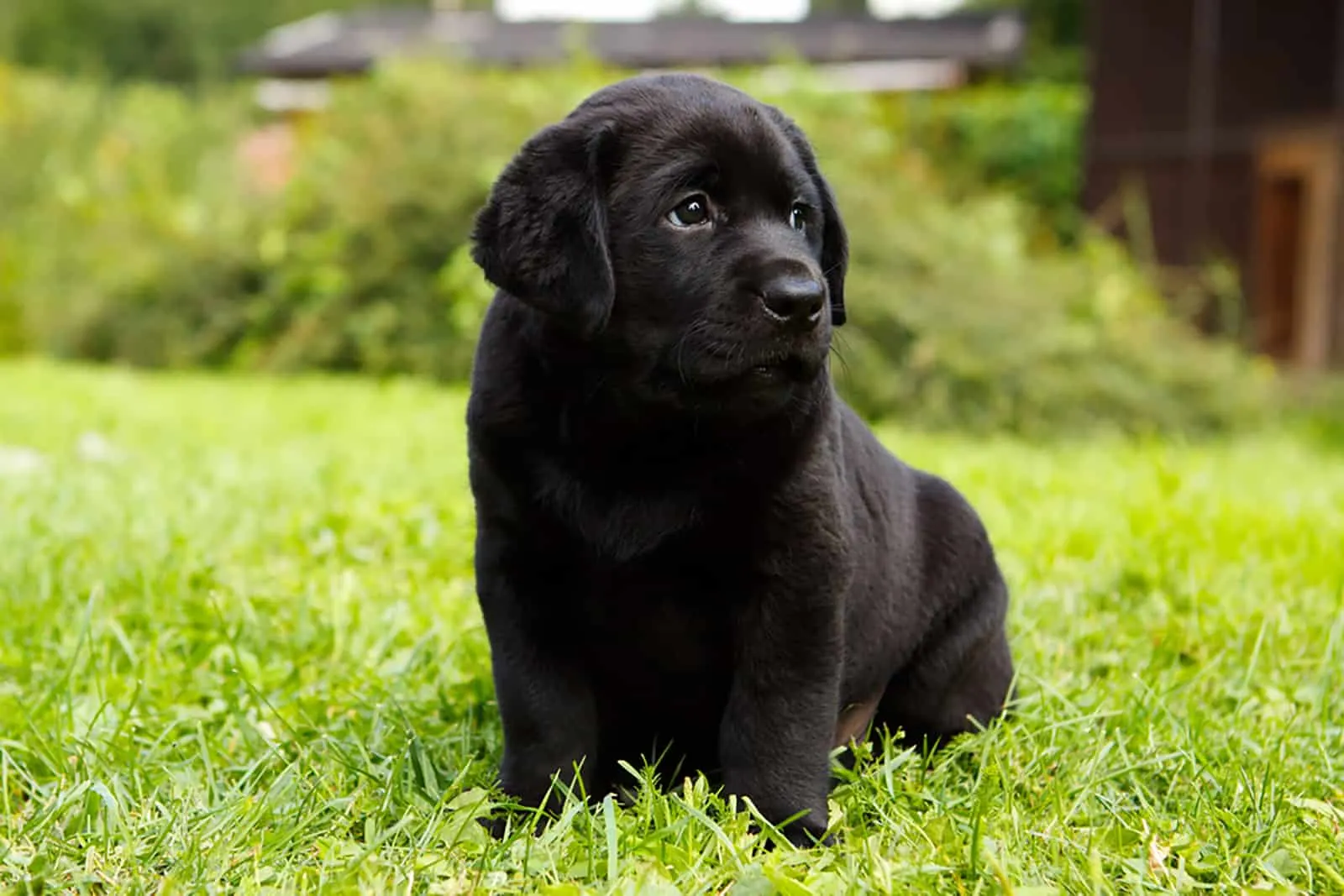 cute black labrador puppy sitting in the grass