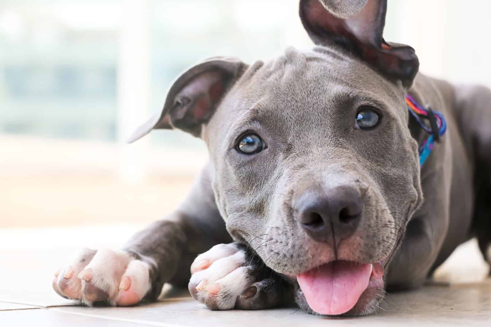 cute blue nose pitbull puppy lying on the floor