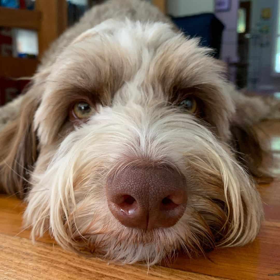 cute bordoodle portrait