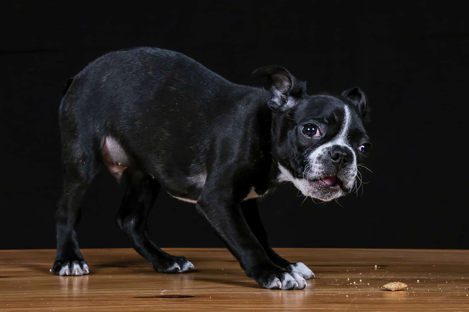 cute boston terrier puppy eating a treats