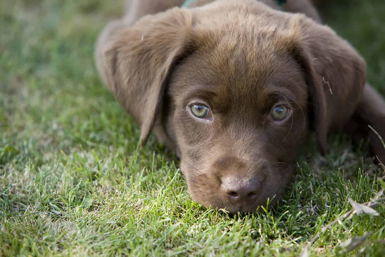 cute chocolate lab lying in the grass