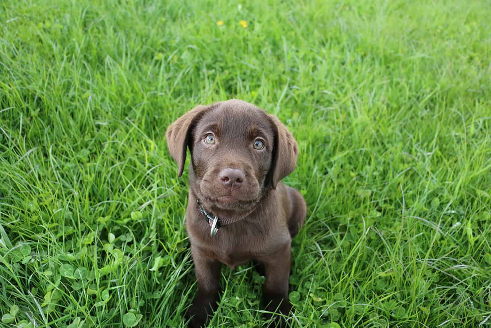 cute chocolate labrador puppy sitting in the grass