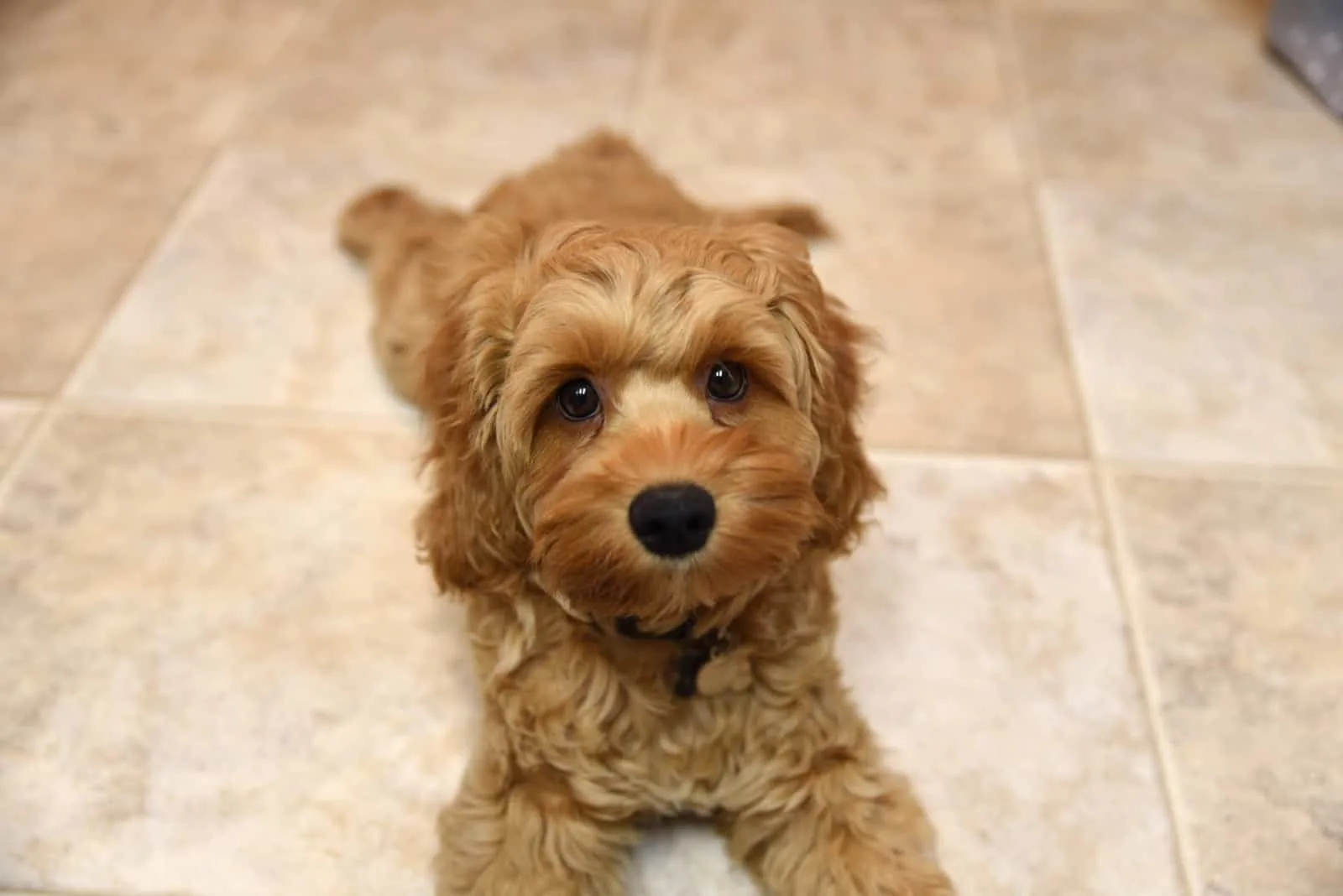cute cockapoo dog relaxing on the floor