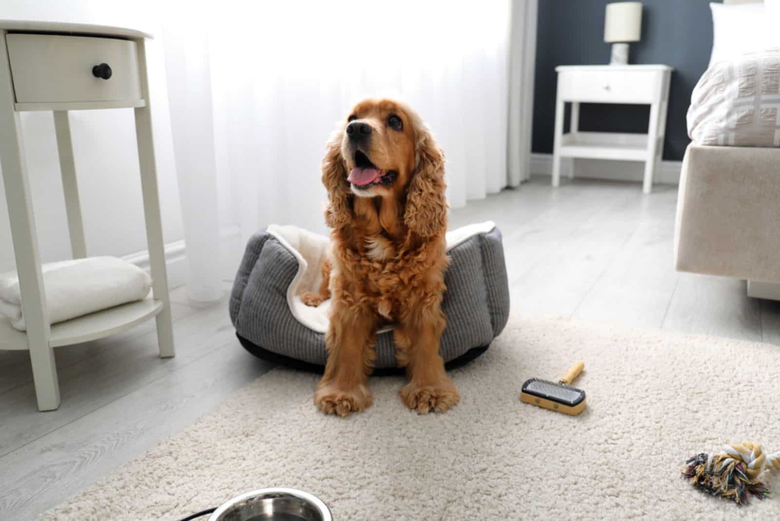 cute cocker spaniel sitting on the floor with brush next to him