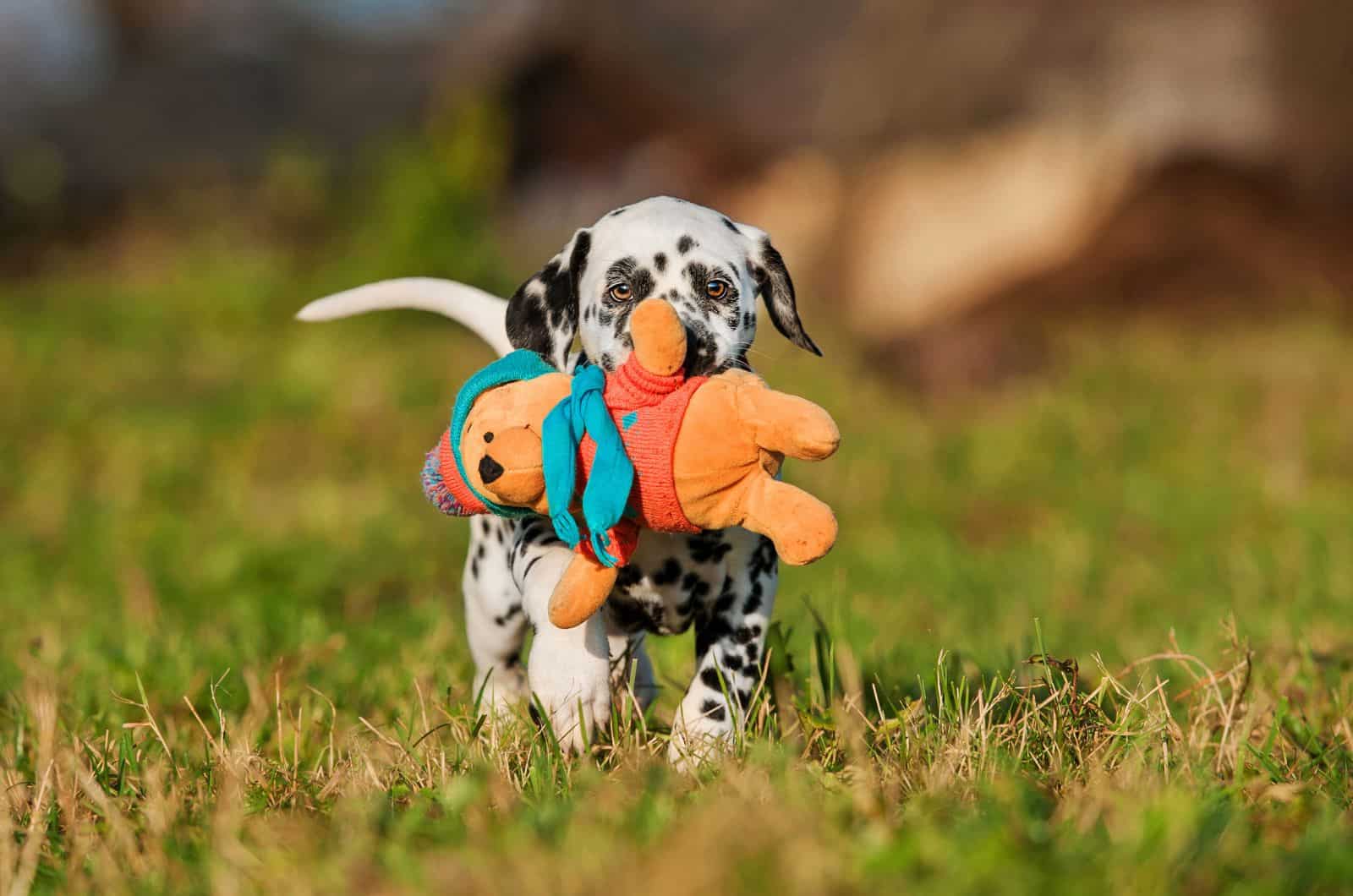 cute dog carrying toy