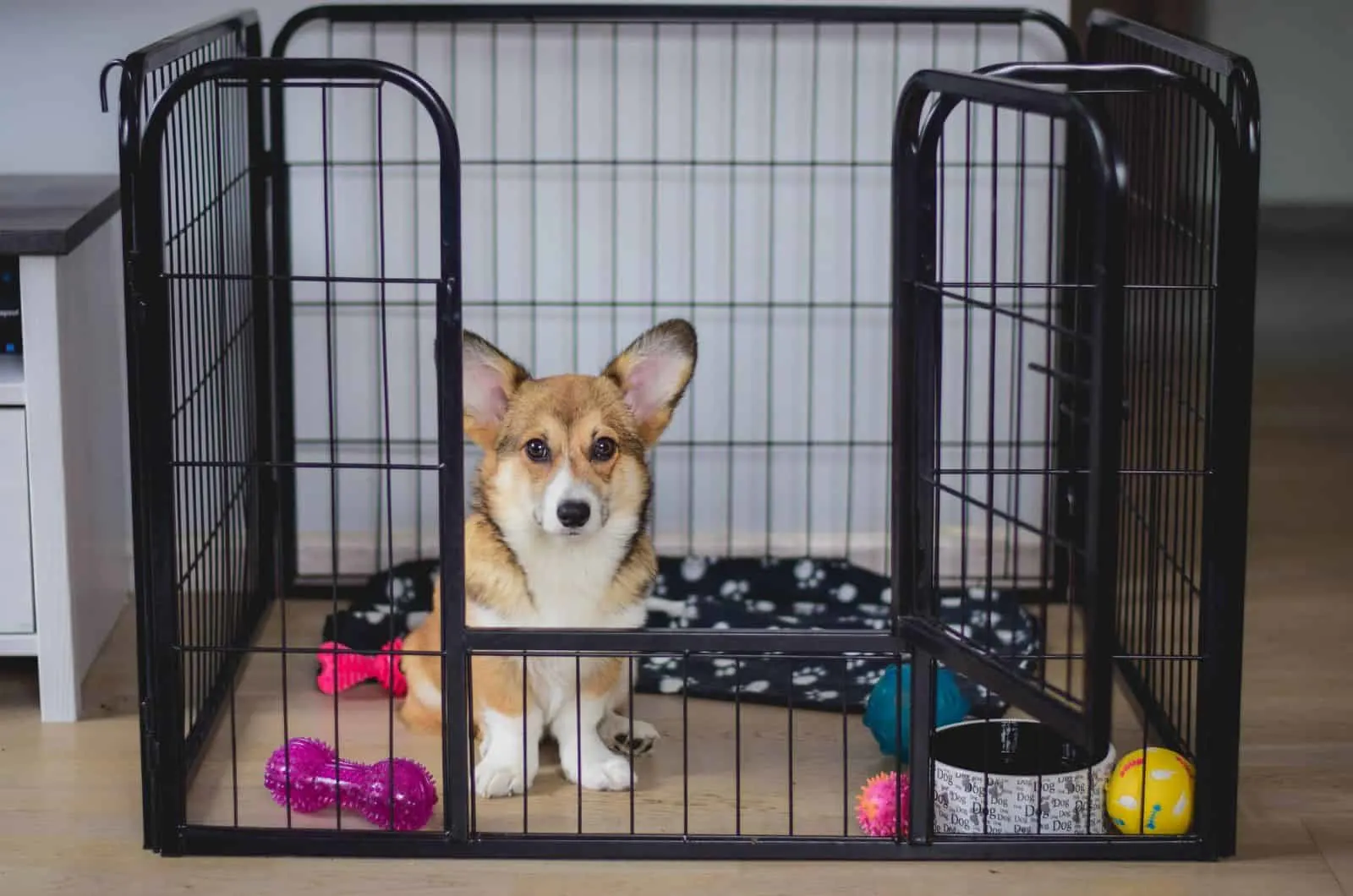 cute dog sitting in his crate
