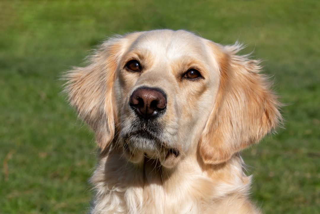When To Spay Or Neuter A Golden Retriever What Age Is Best?