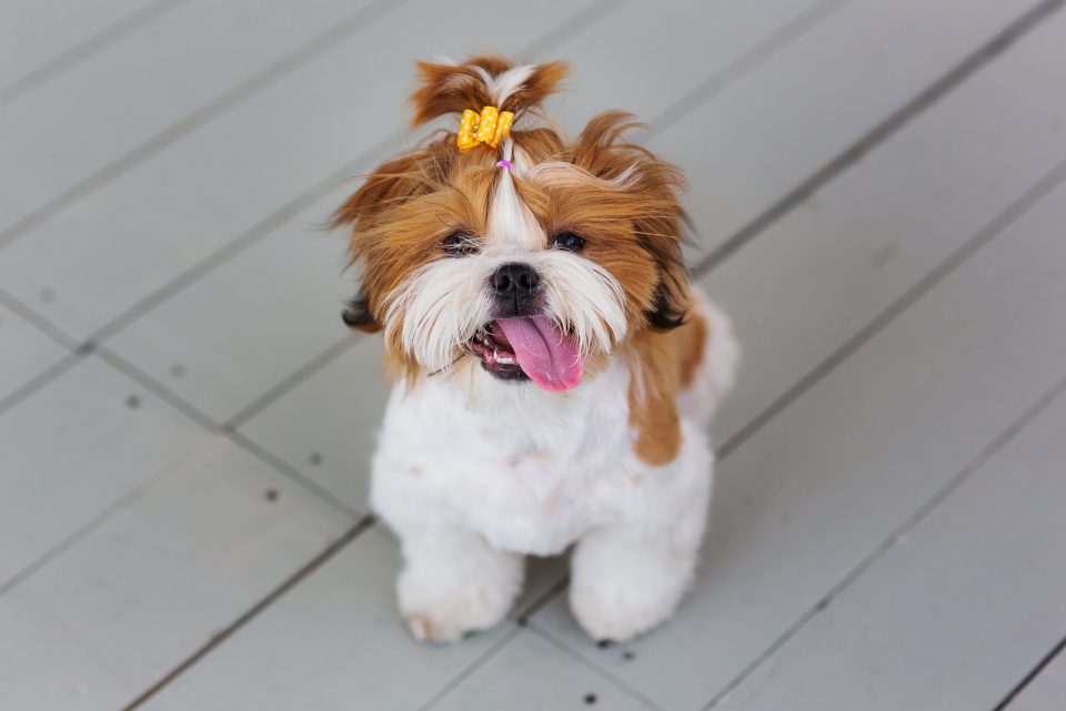 13 Best Teacup Shih Tzu Breeders In The US