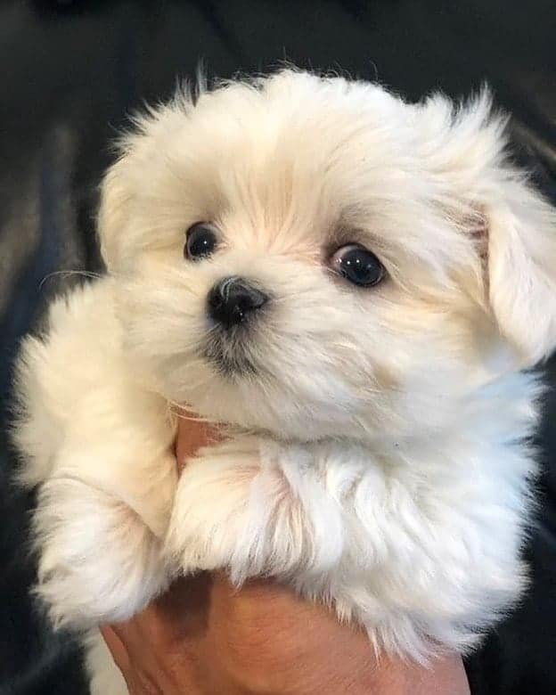 cute little malshipoo