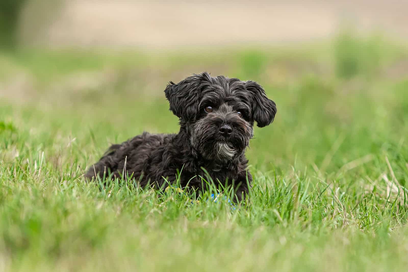 cute little yorkiepoo dog lying on a meadow