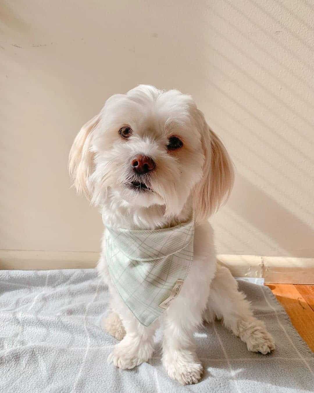 cute malshipoo sitting on the floor