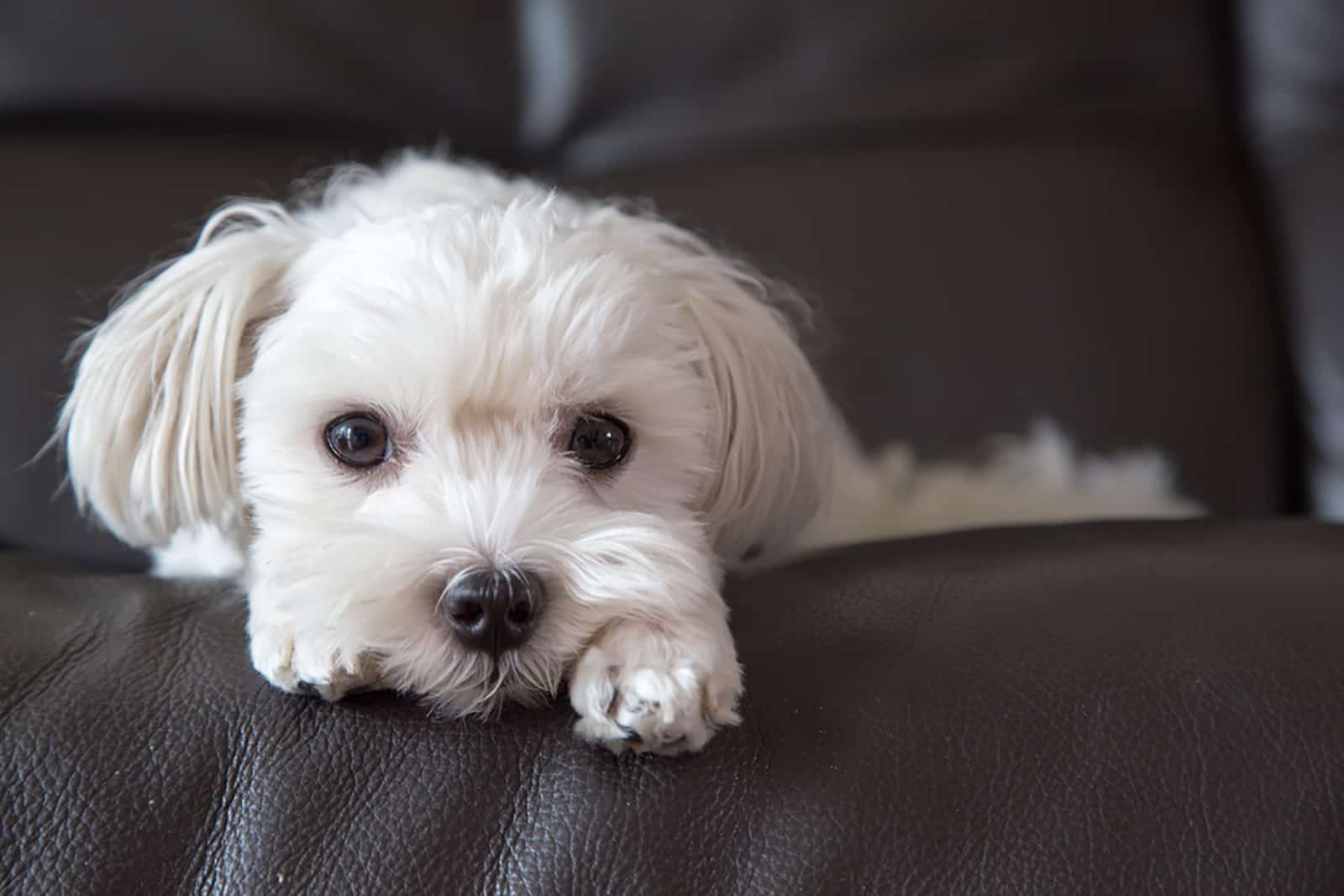 cute maltese dog lying on a sofa