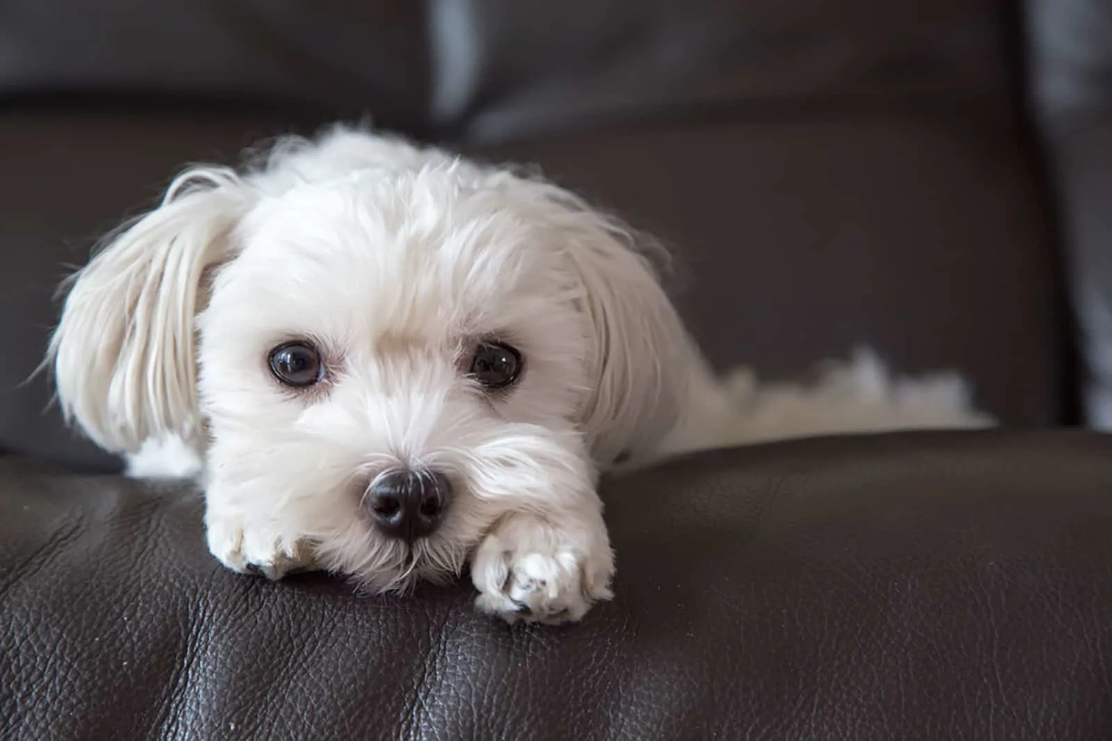 cute maltese dog lying on a sofa