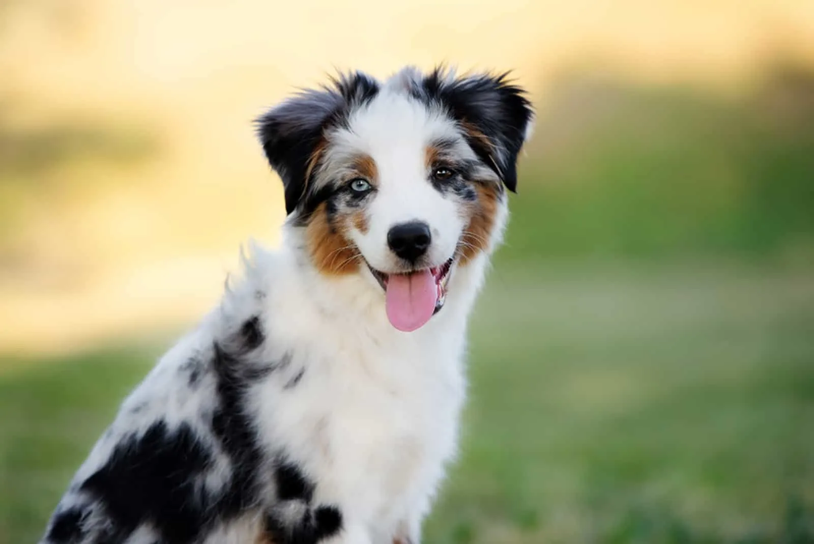 cute mini australian shepherd puppy