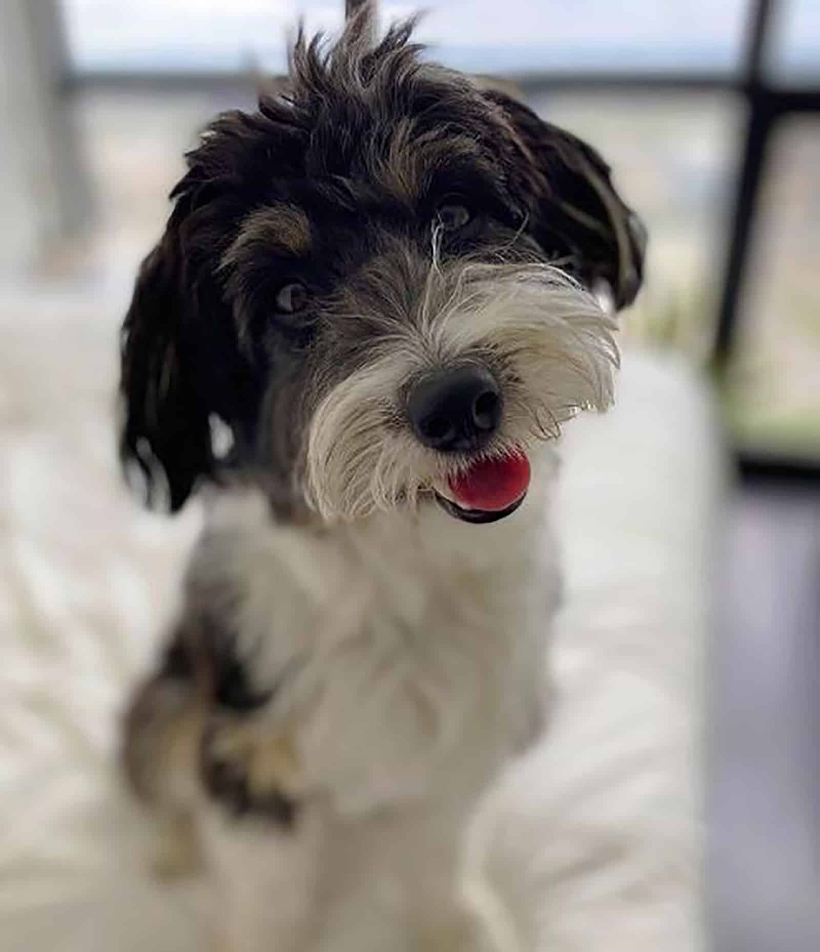 cute mini bordoodle sitting on the bed