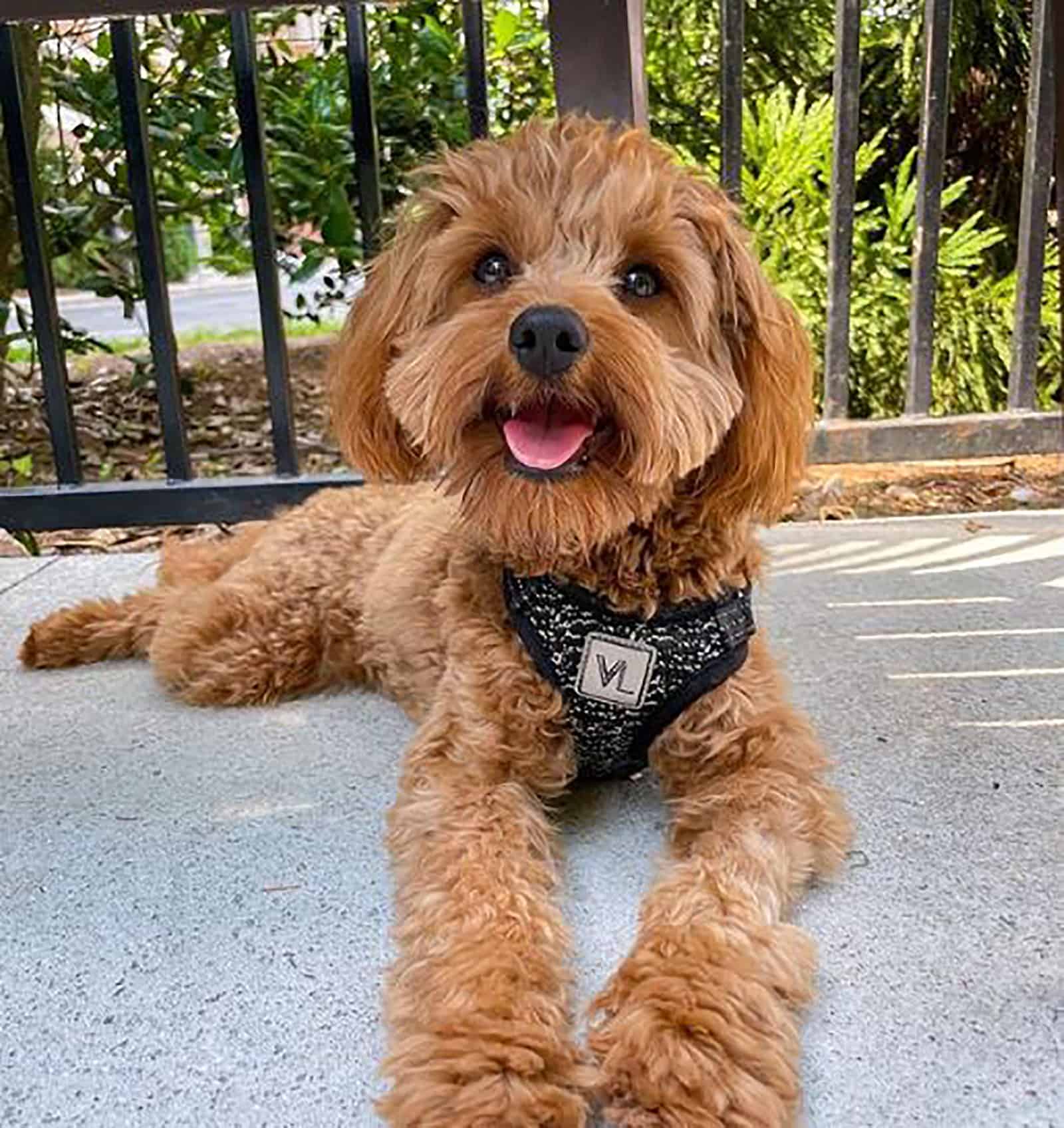 cute mini cavapoo dog lying on a terrace