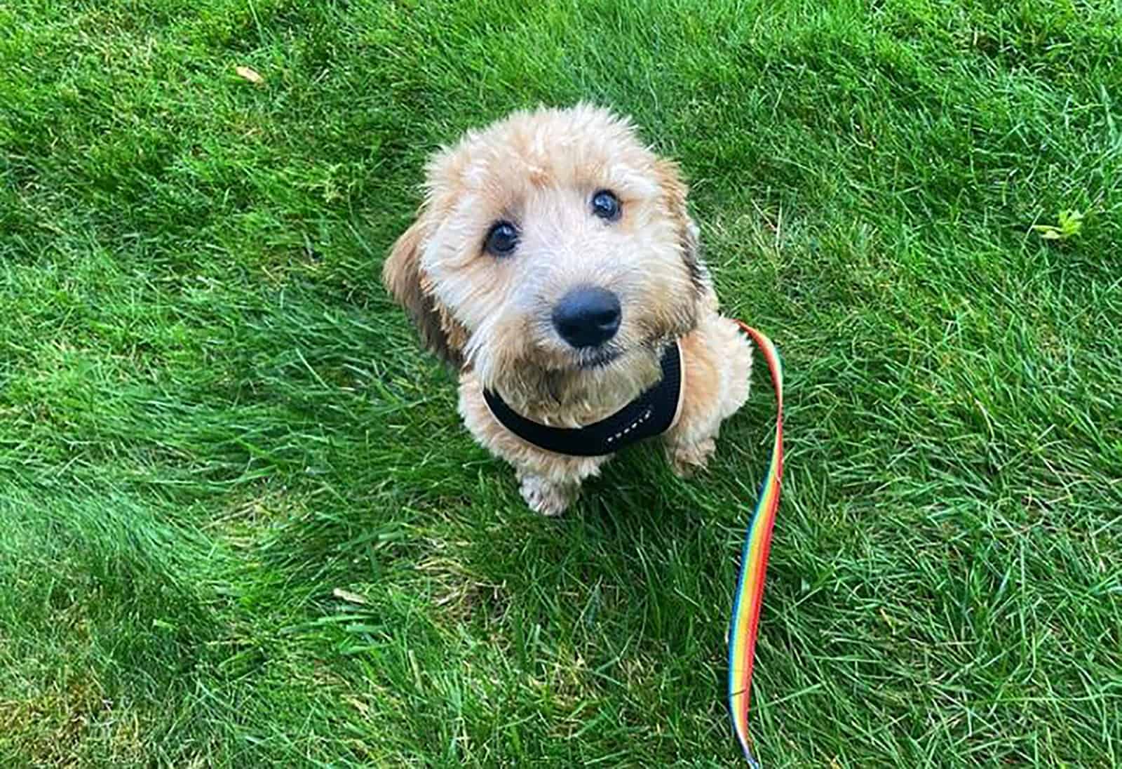 cute mini whoodle sitting in the grass