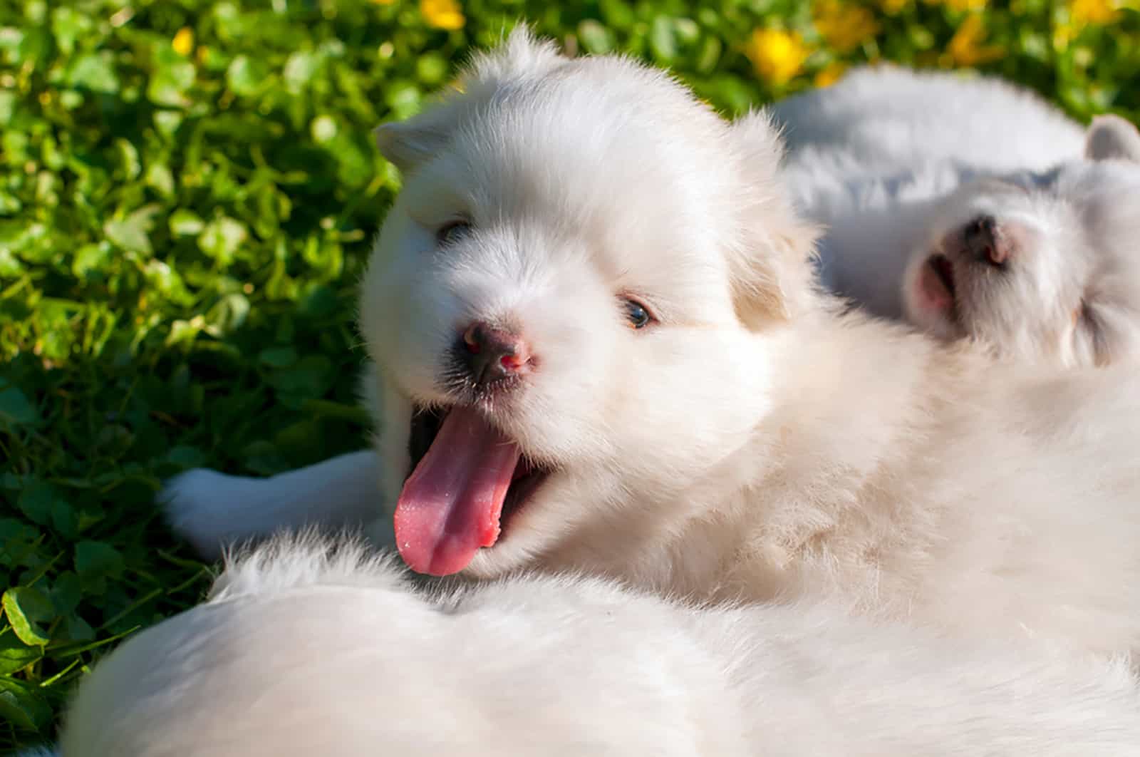 cute pomsky puppies lying in the grass