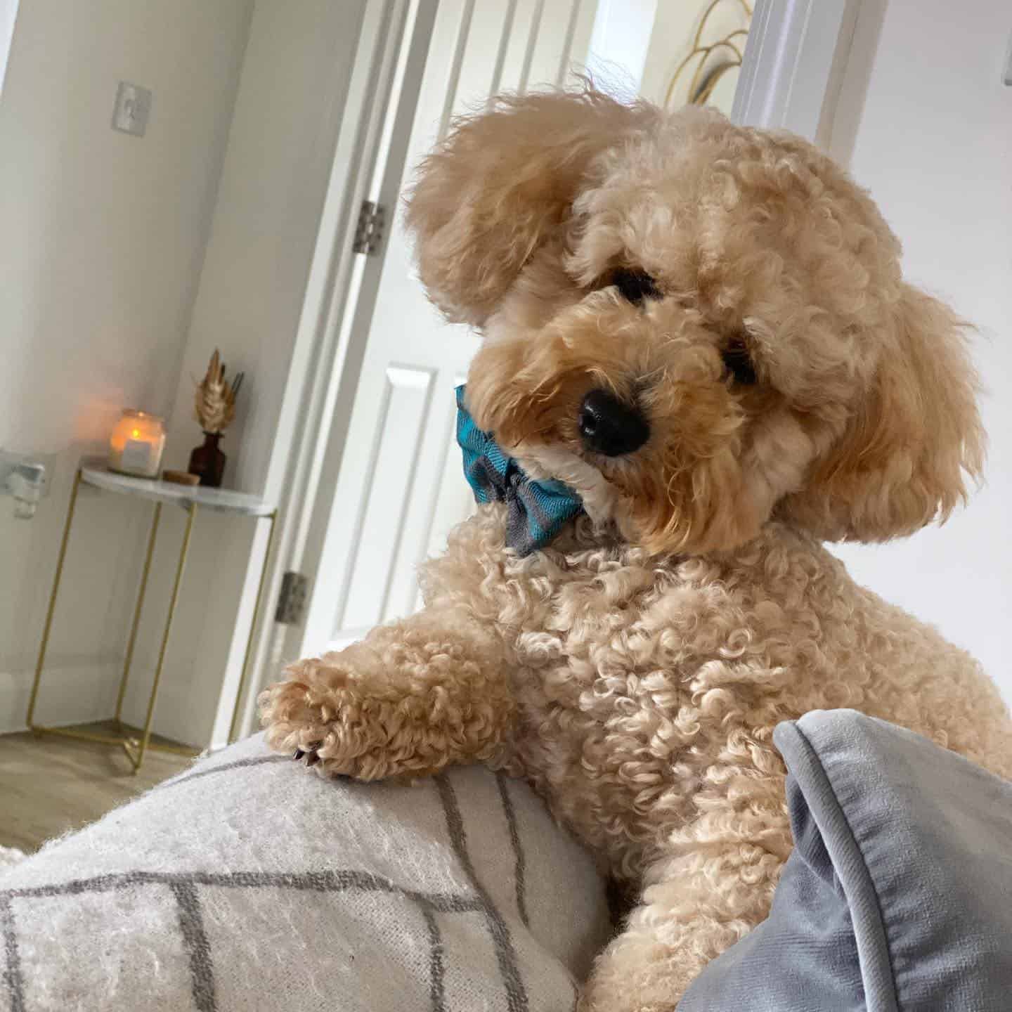 cute poochon on the couch