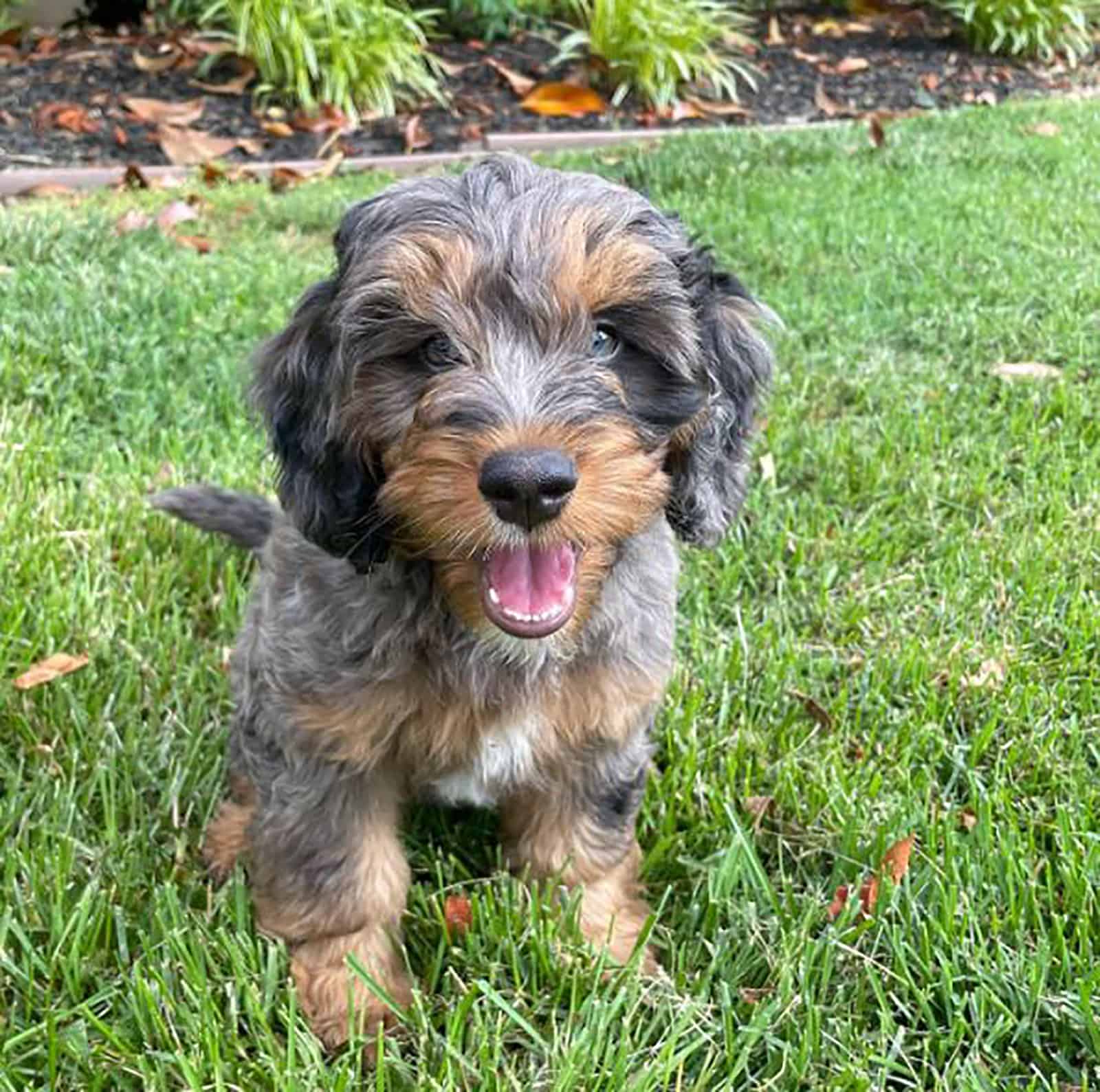 cute toy bernedoodle sitting on the lawn