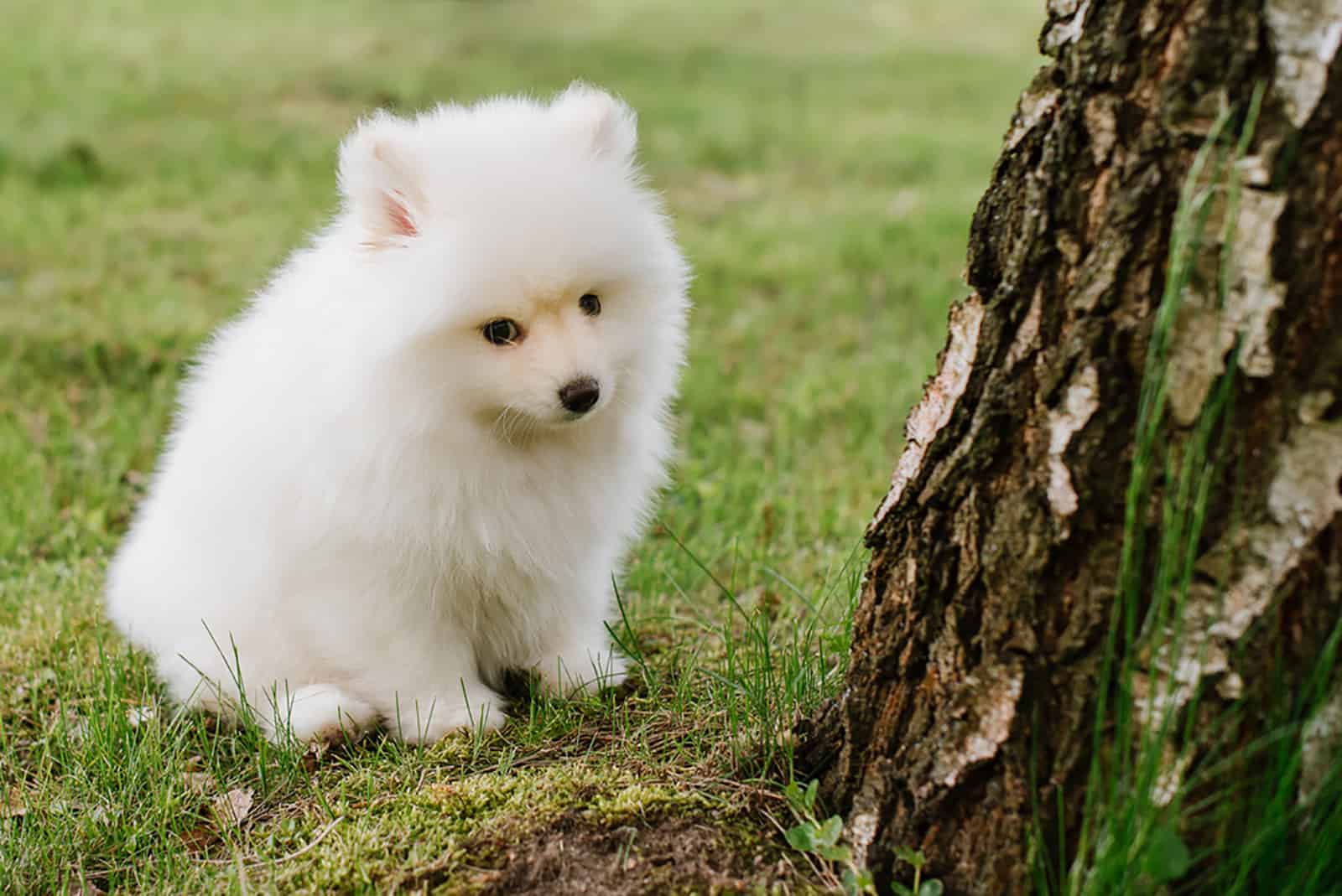 cute white pomsky dog in the park