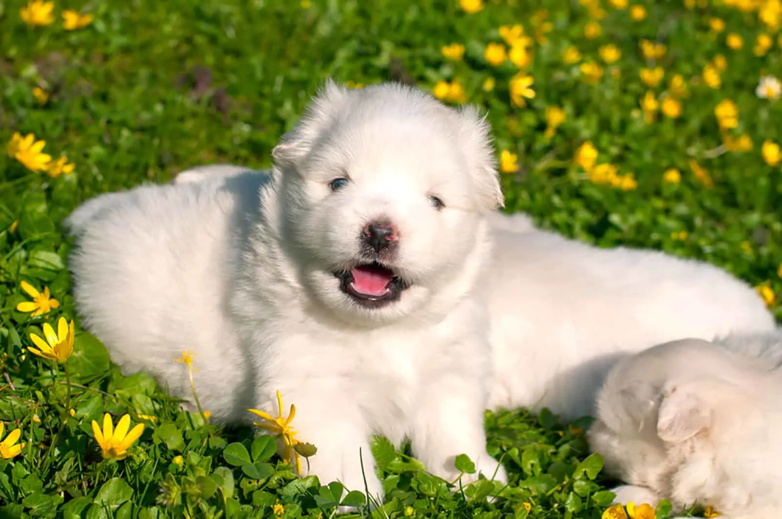 cute white pomsky puppie lying on a medow