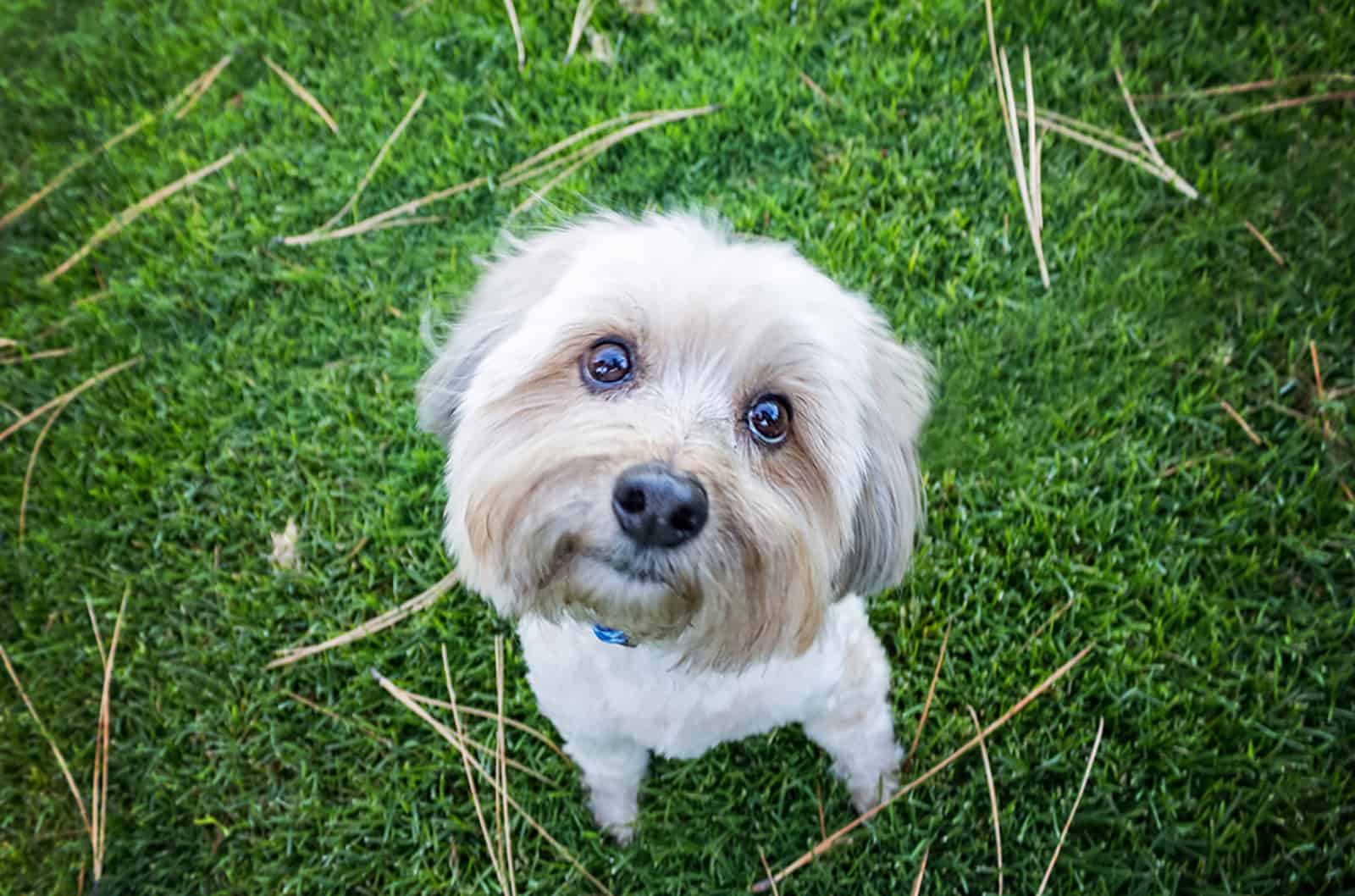 cute yorkiepoo dog sitting in the grass
