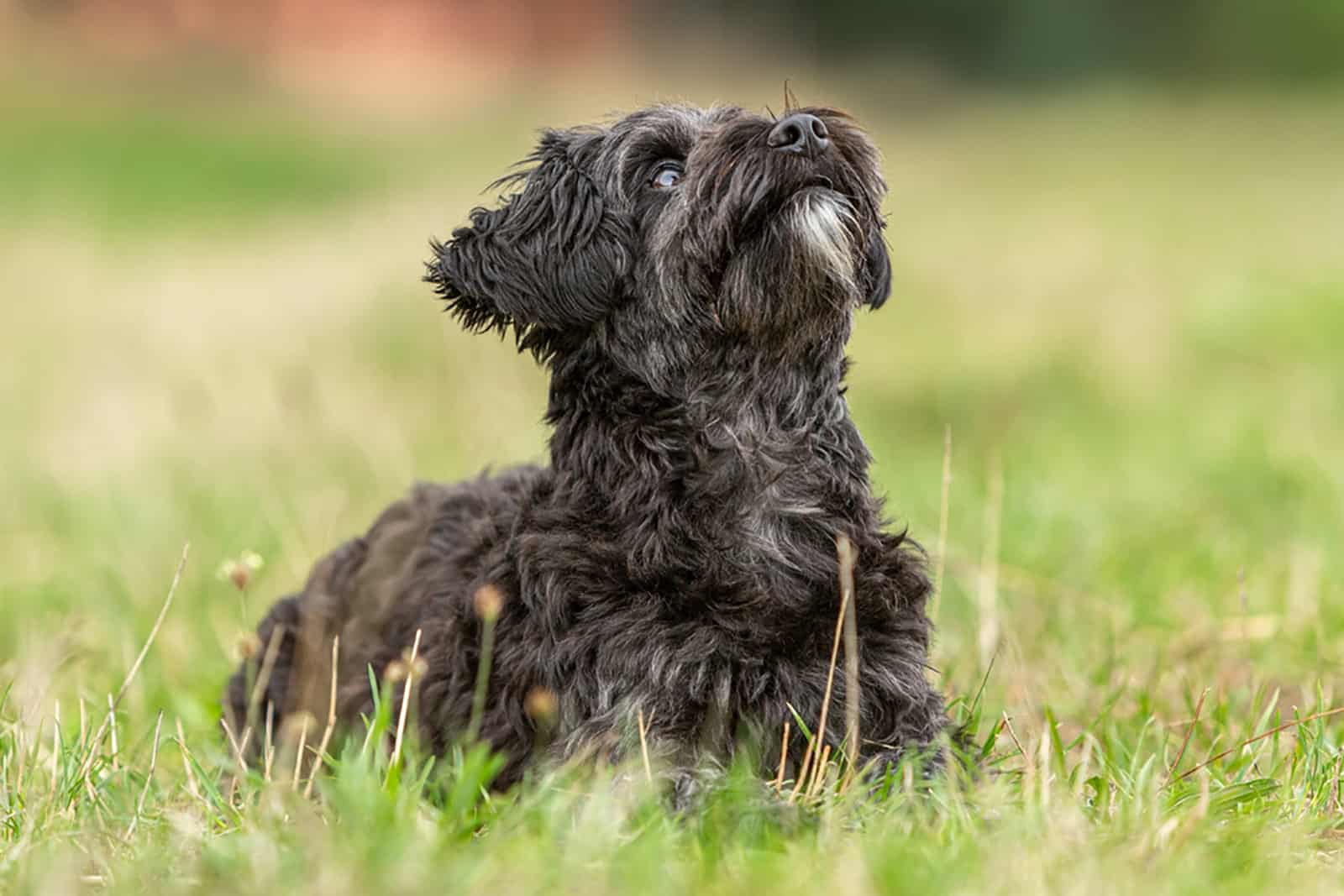 cute yorkiepoo lying in the grass