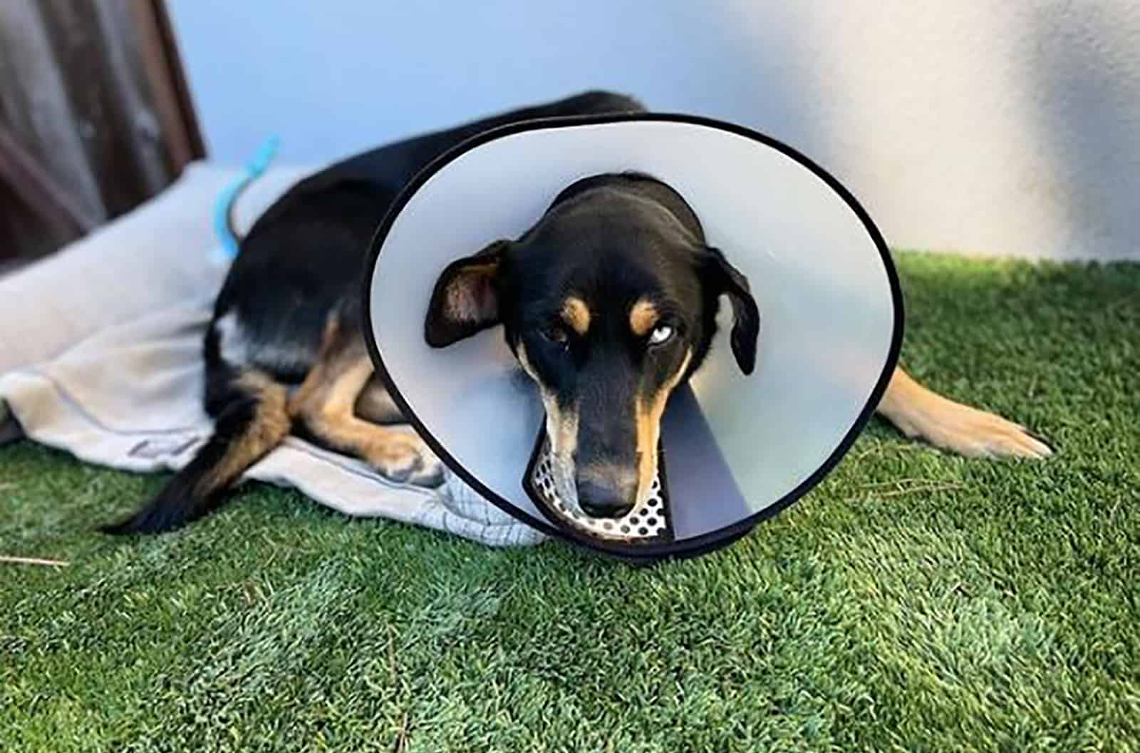 doberman husky dog with medical collar lying on the ground