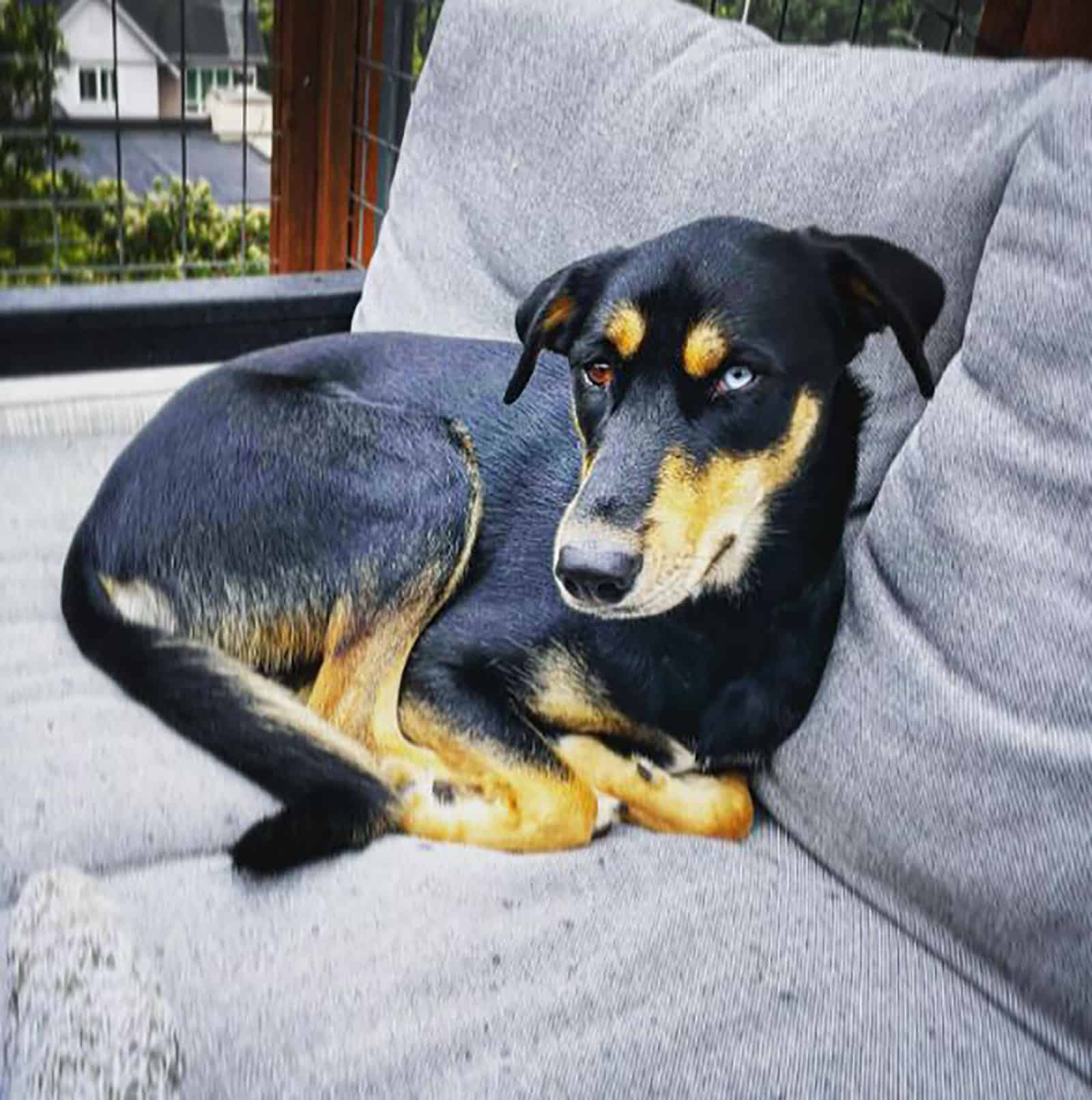 doberman husky dog lying on the sofa