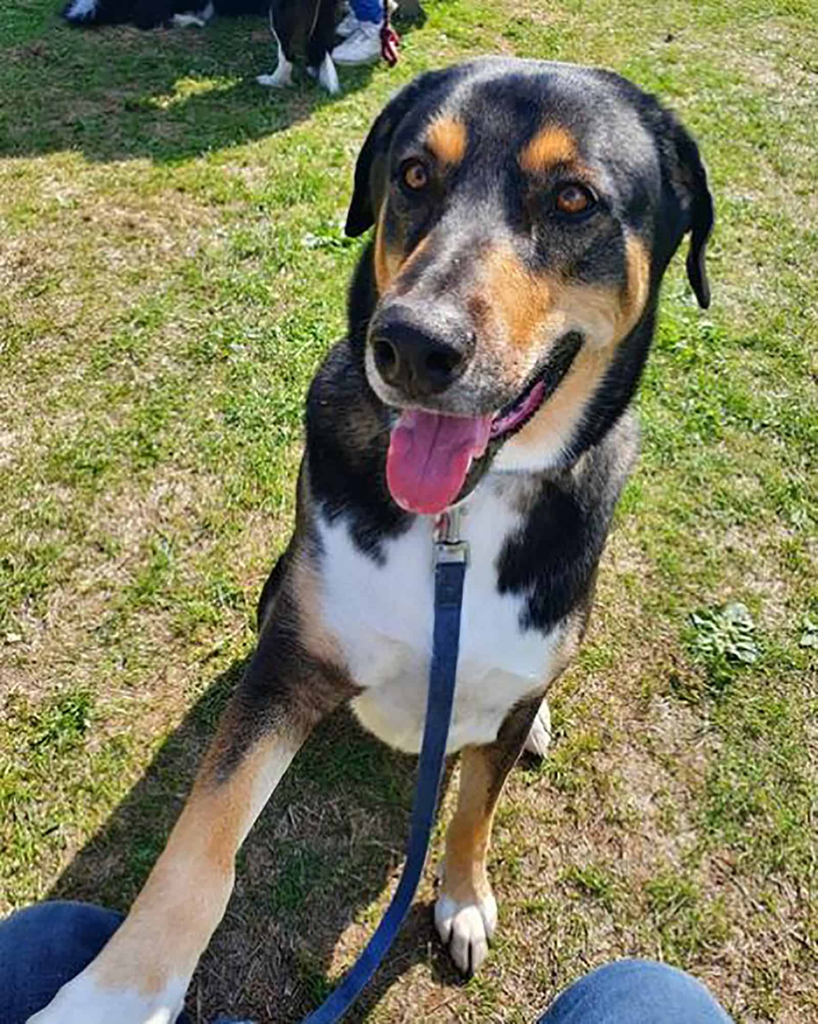 doberman husky mix dog outdoors