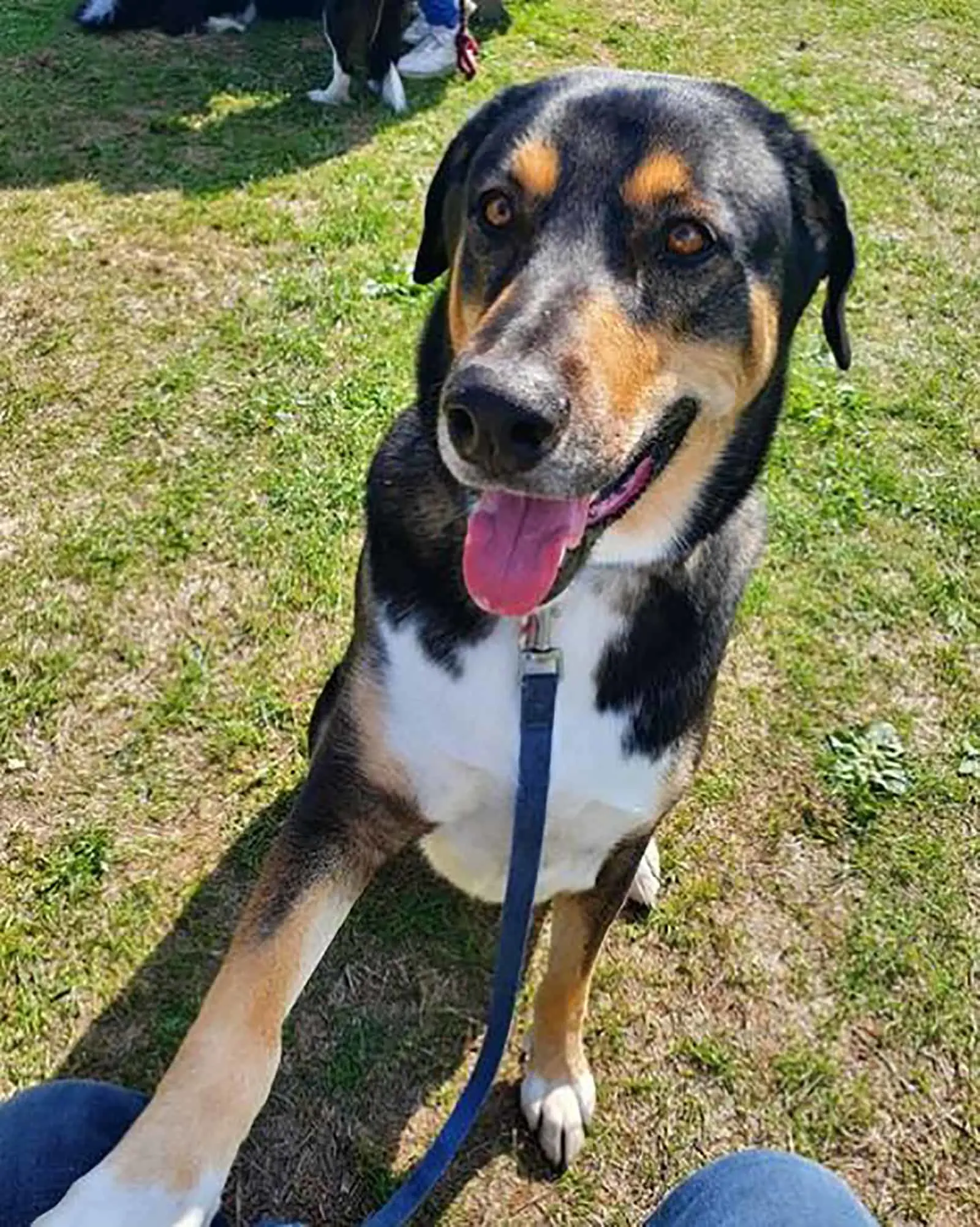 doberman husky mix dog outdoors