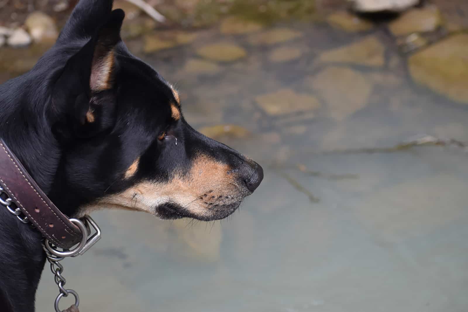 doberman husky mix dog looking at water