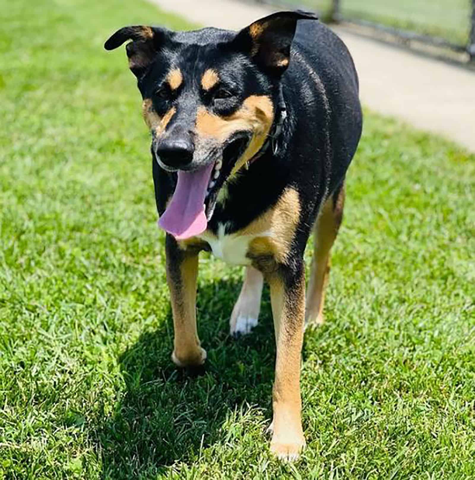 dobsky dog walking in the grass