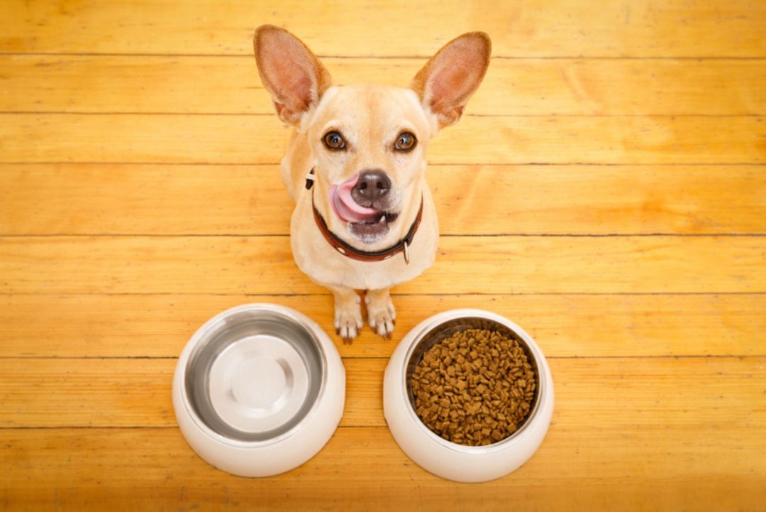 How To Create The Perfect Chihuahua Feeding Chart