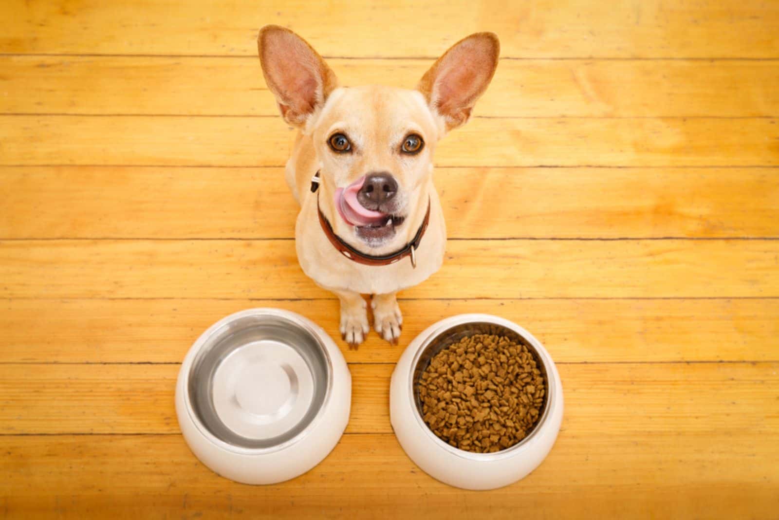 dog behind food bowl and water bowl